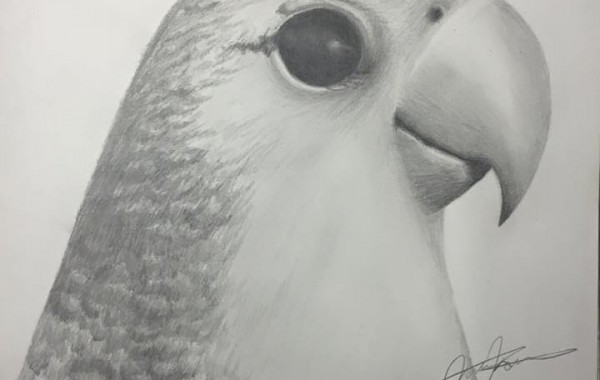 Nibbles the love bird