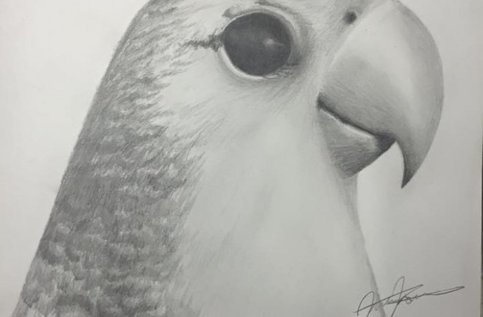 Nibbles the love bird