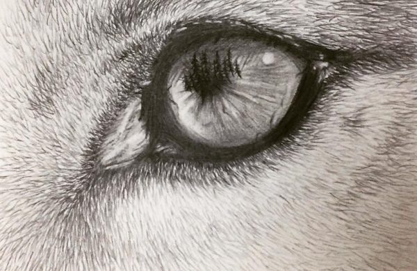 Wolf Eye