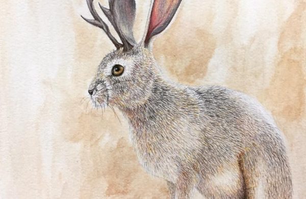 Jackalope