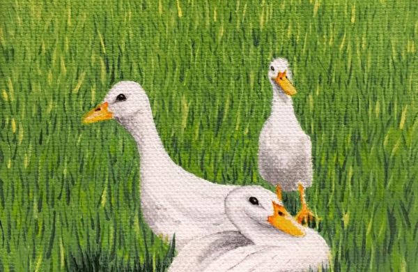 Turkey, Goose, and Duck